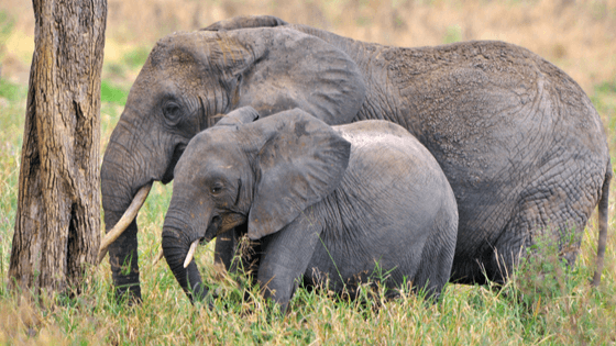 Tarangire-national-park-3